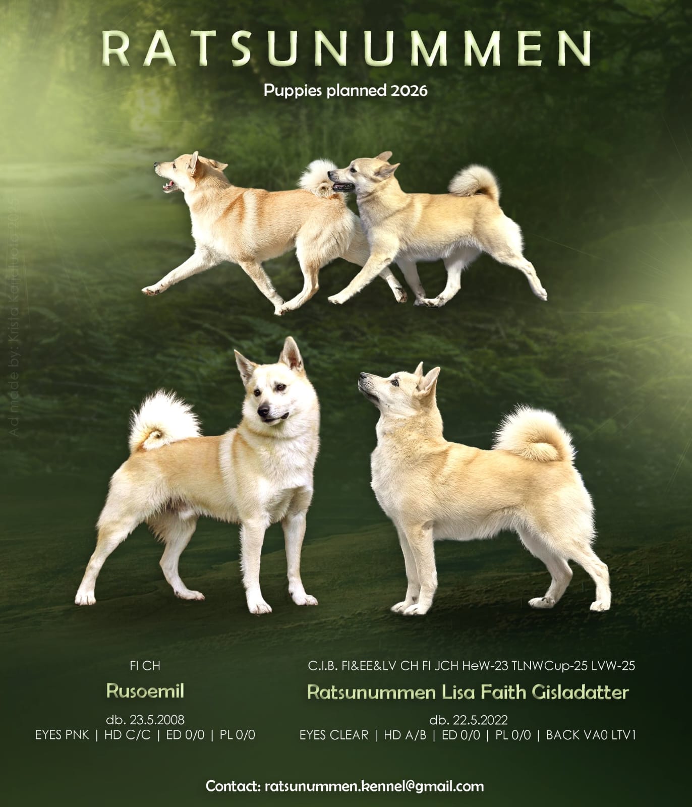 Ratsunummen Kennelin ilmoitus suunnitteilla olevasta buhundpentueesta vuodelle 2026