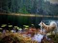 img-20141025-wa0004norski-lammella-aa88035be9d783a8fa1223cac982bd37efcfa158